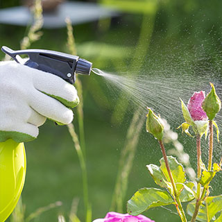 Plant and Lawn Care