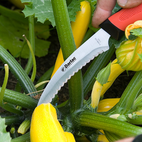 Darlac Harvest & Asparagus Knife DP951