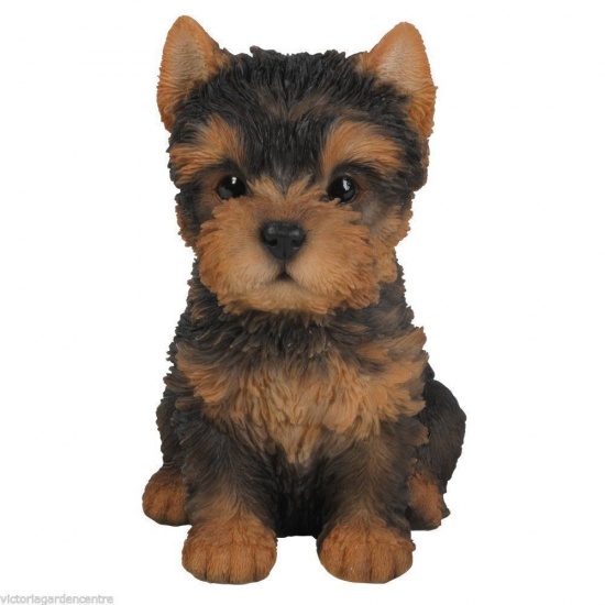Yorkshire Terrier Puppy by Vivid Arts